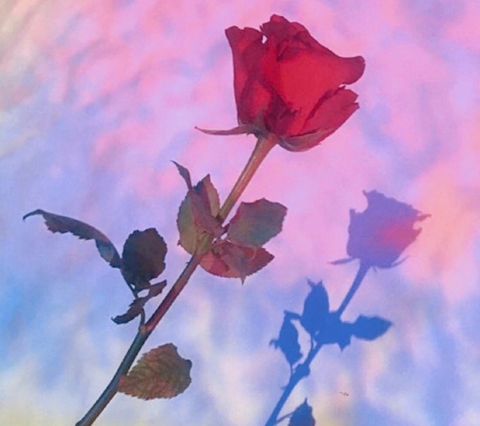 一束玫瑰花系列图片唯美大全 玫瑰花图片大全唯美壁纸