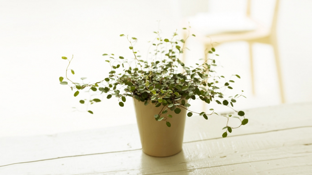 室内绿色盆栽植物壁纸