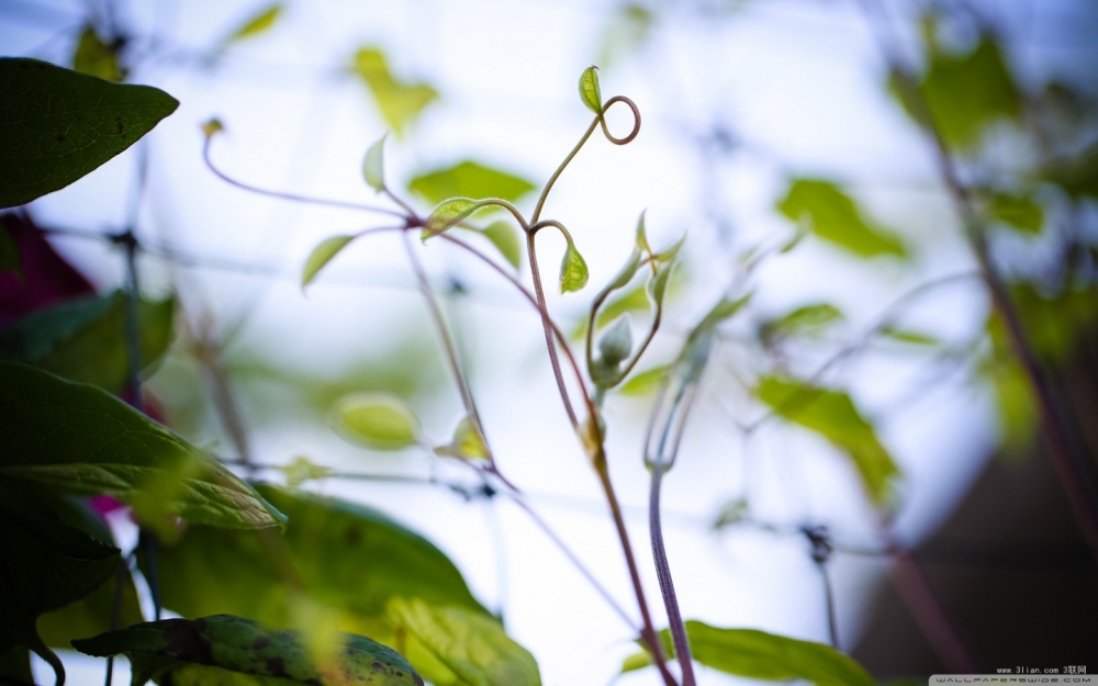 简约护眼植物