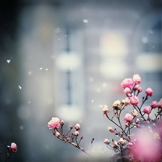 唯美小清新花朵图片集