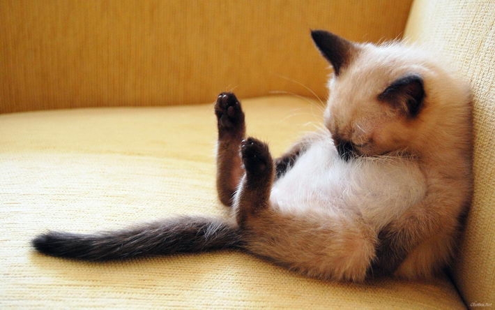 精选搞怪萌猫桌面壁纸