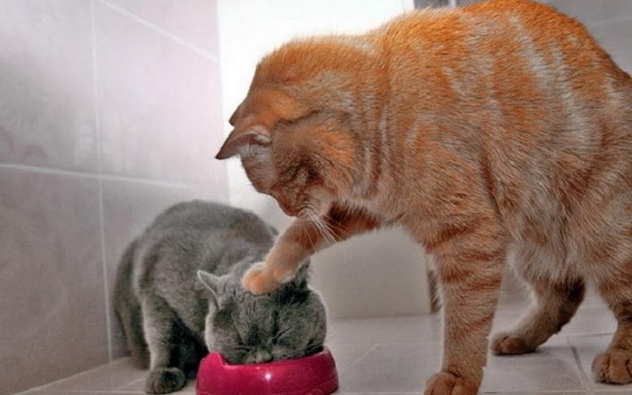 精选搞怪萌猫桌面壁纸