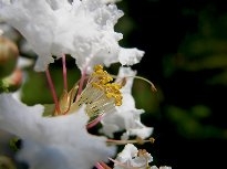 花的蕊