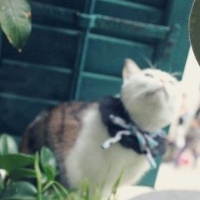 可爱猫咪图片头像