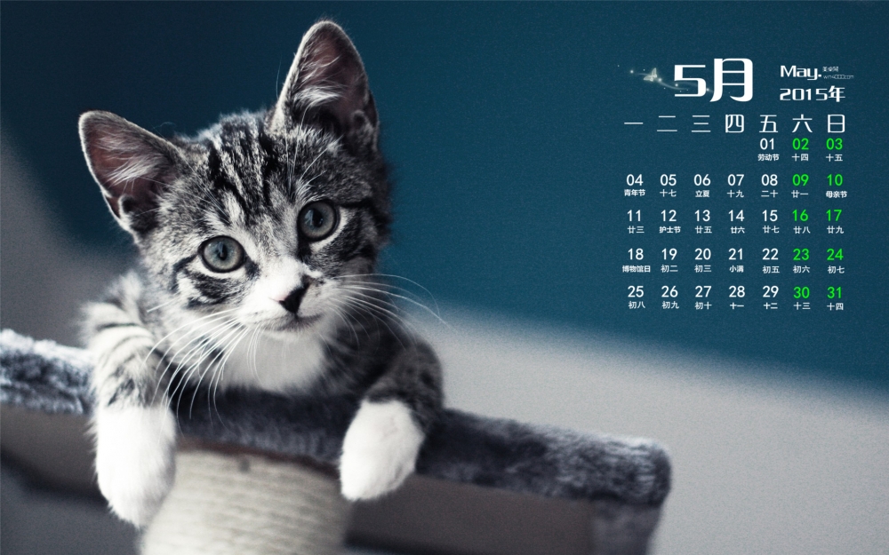 2015年5月日历壁纸可爱的灰色小猫高清电脑桌面图片下载