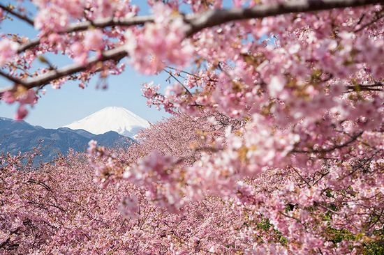 美丽的樱花花海风景图片