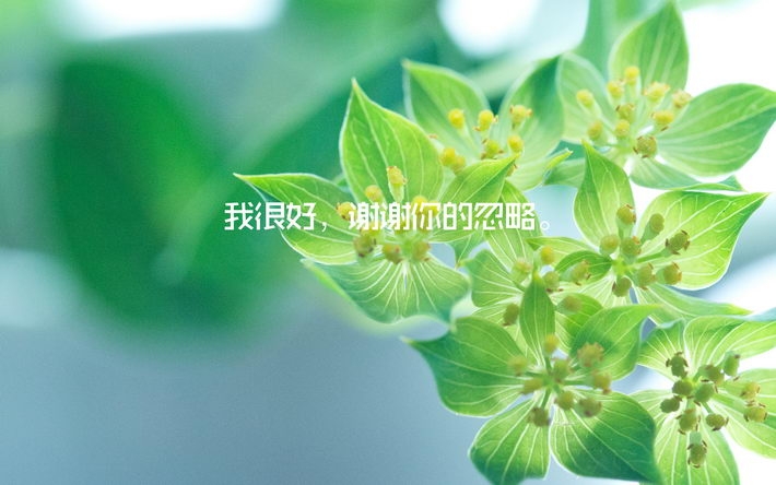 小清新感恩节文字电脑壁纸