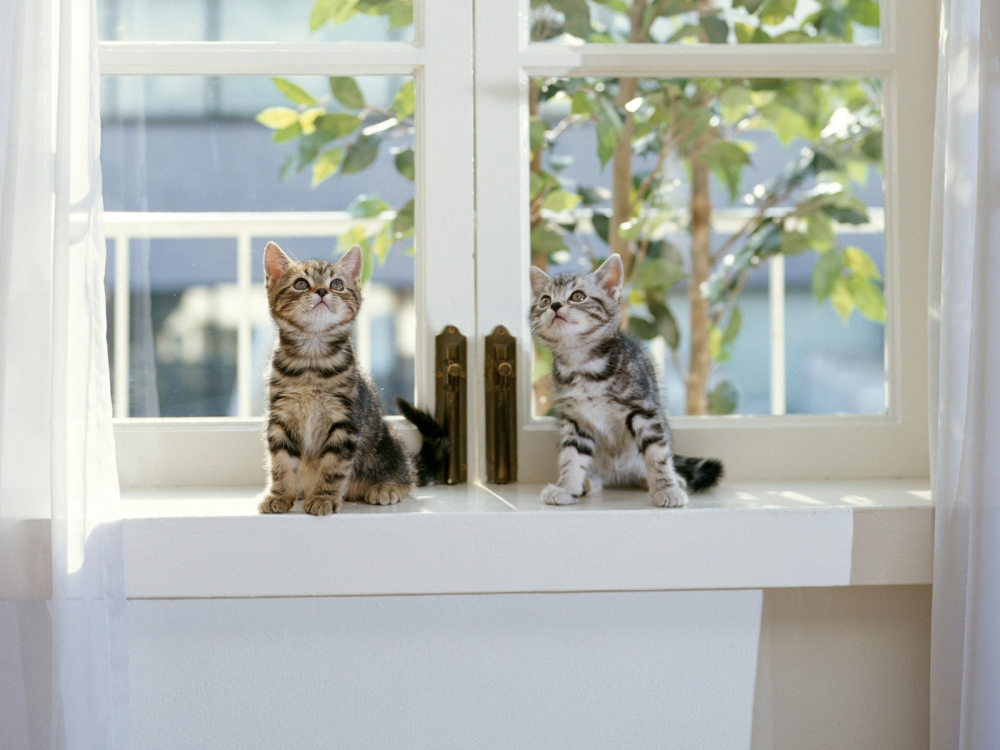 1600猫咪写真 第八辑