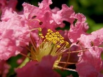 花的蕊