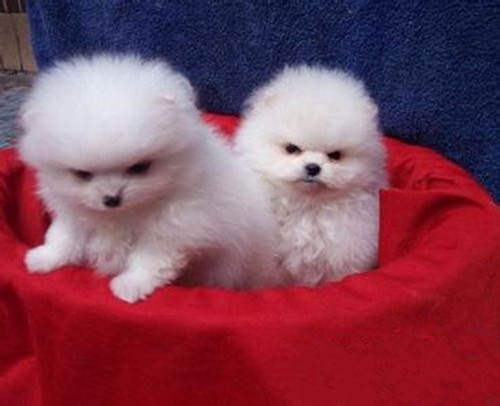 好看可爱的博美犬