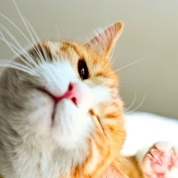 可爱猫咪图片头像