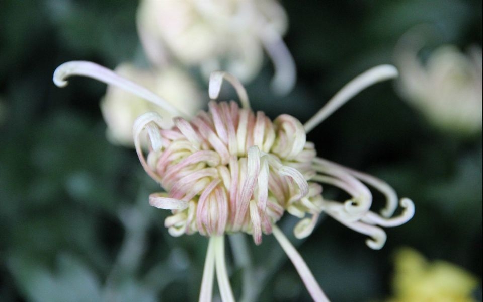 初秋菊花宽屏高清壁纸