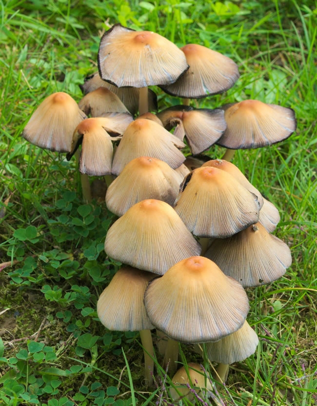可食用野生蘑菇图片