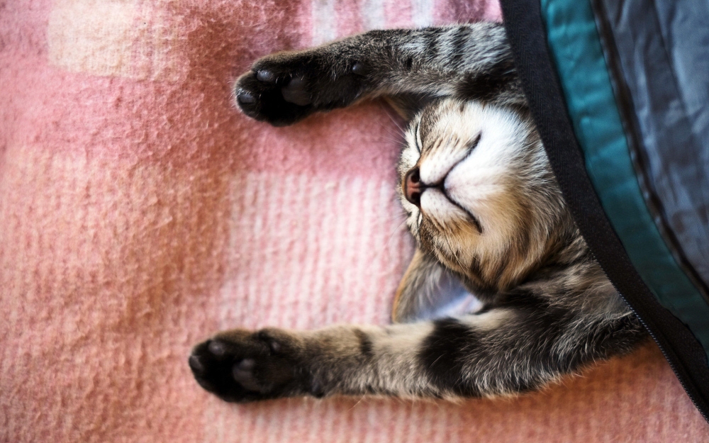 睡懒觉的猫咪高清桌面壁纸