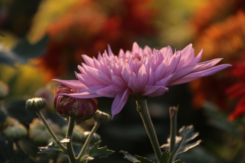 秋日菊花图片