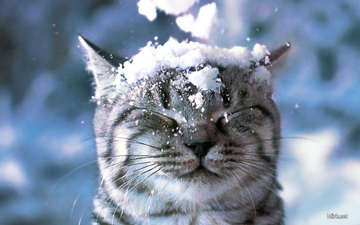 精选搞怪萌猫桌面壁纸