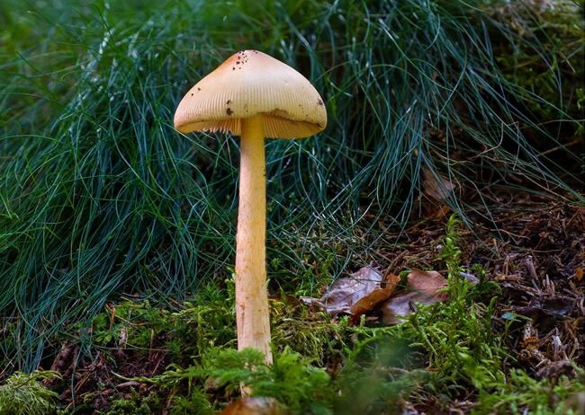 伞状一样的蘑菇图片