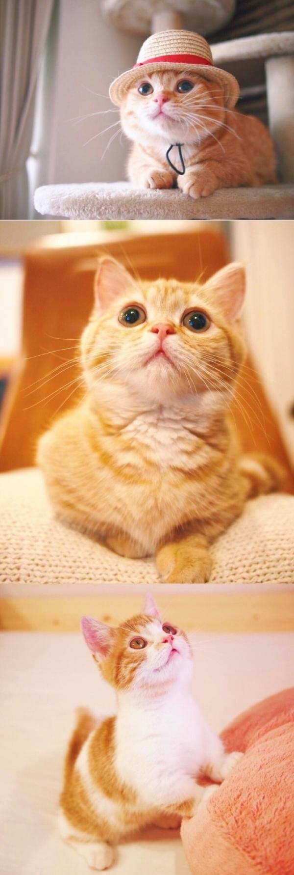 软萌可爱的猫星人拼接图片大全