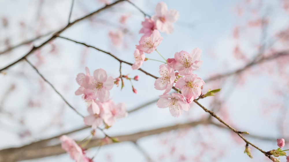 春天唯美盛开的花高清桌面壁纸