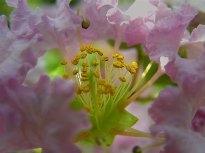 花的蕊
