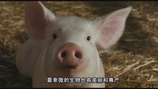 孤我 晴欧巴 电影