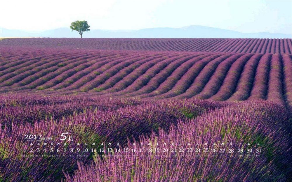 2017年5月唯美的薰衣草桌面日历壁纸