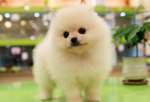 好看可爱的博美犬