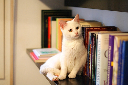 安雅琪分享猫咪图片