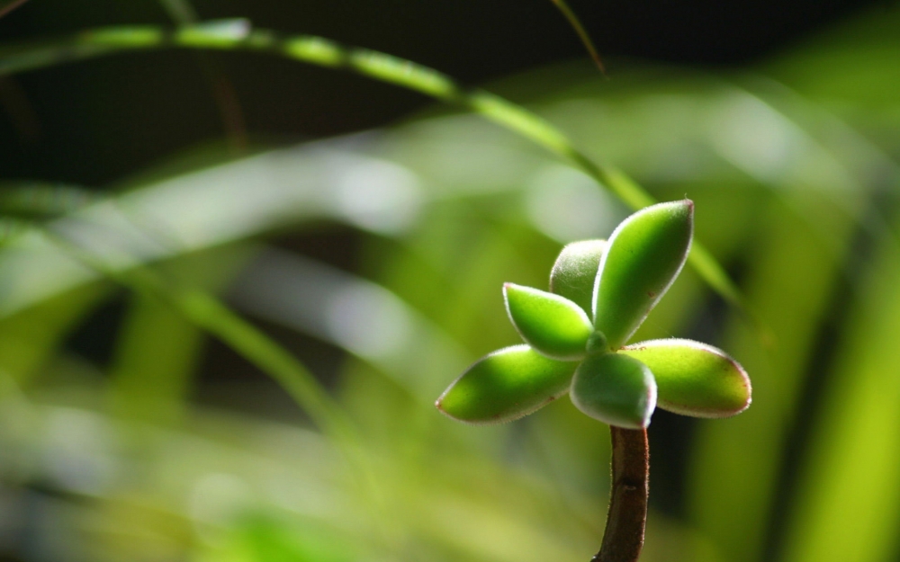 护眼壁纸绿色植物风景壁纸