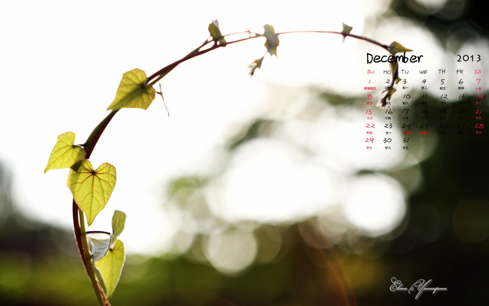 2013年12月好看花朵日历1920*1200桌面壁纸