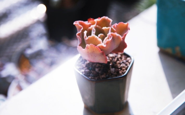 多肉植物清新图片桌面壁纸