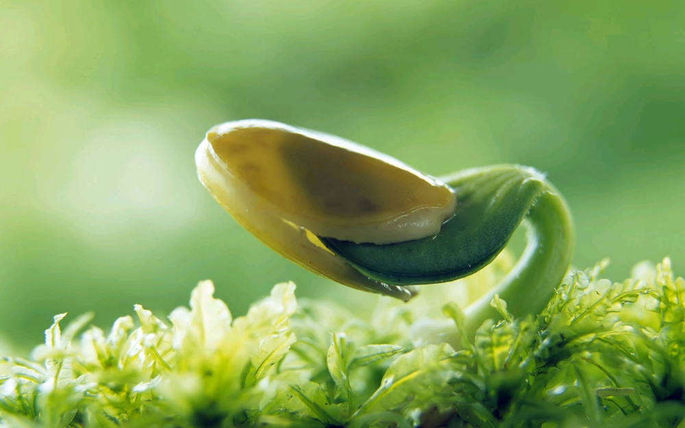 绿色护眼小清新植物嫩芽图片桌面壁纸