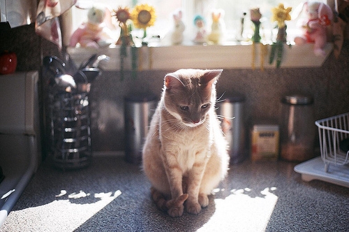 安雅琪分享猫咪图片