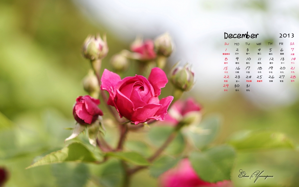 2013年12月好看花朵日历1920*1200桌面壁纸