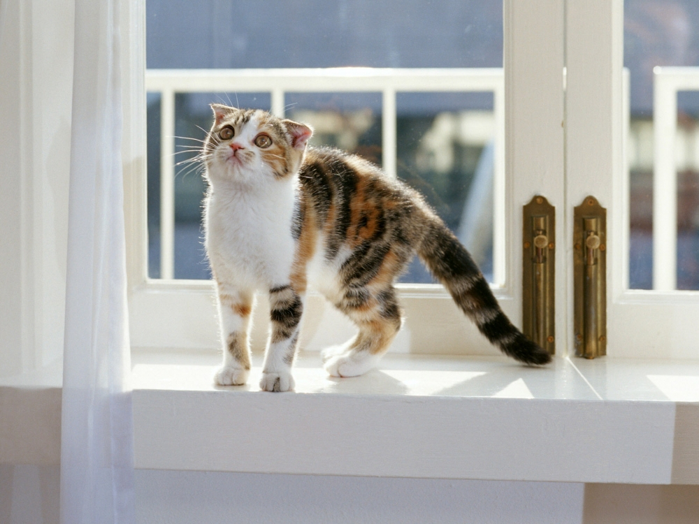 1600猫咪写真 第八辑