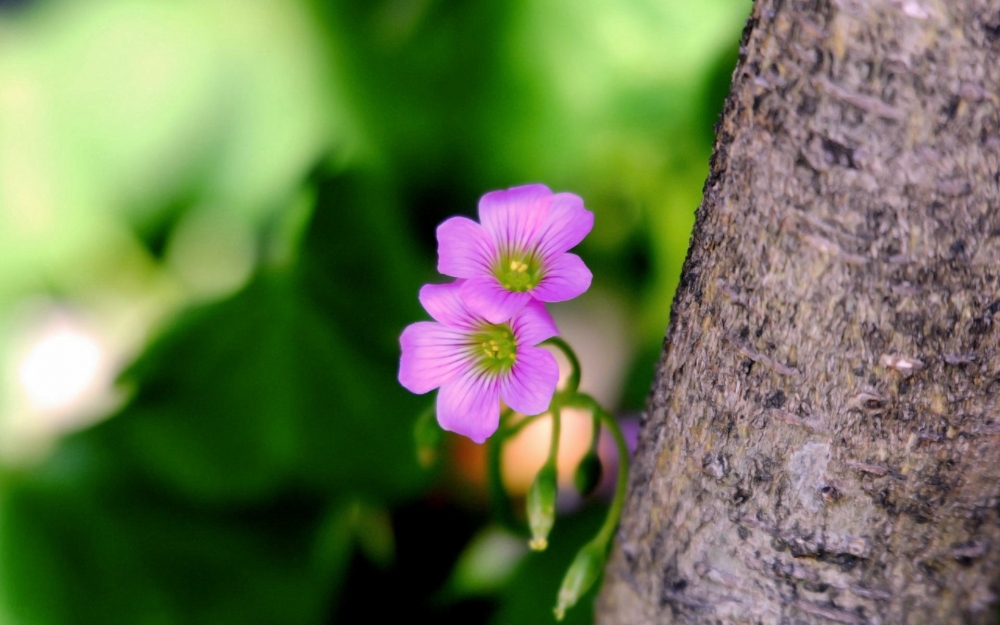 报春花特写高清桌面壁纸