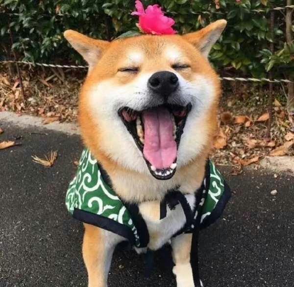 这条狗叫什么犬来着？