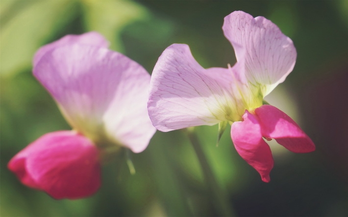 清新豌豆角花朵高清宽屏壁纸