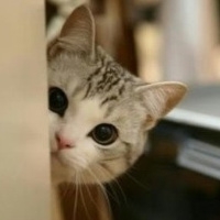 可爱猫咪图片头像