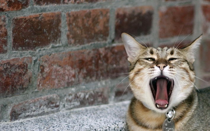 精选搞怪萌猫桌面壁纸