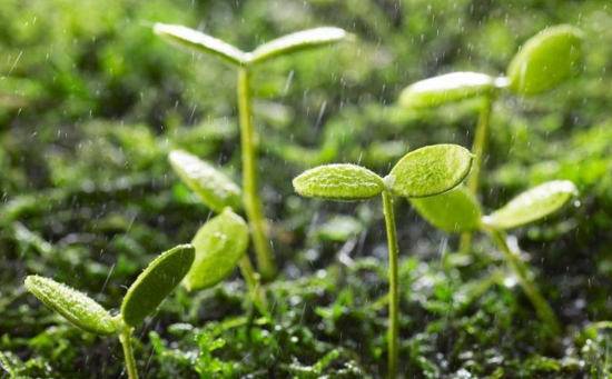 唯美高清意境下雨天图片