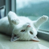 可爱猫咪图片头像