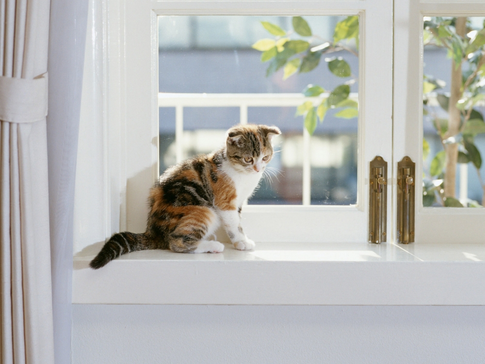 1600猫咪写真 第八辑