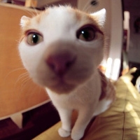可爱猫咪图片头像