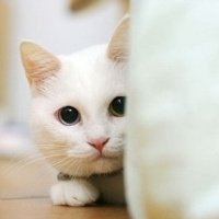 可爱猫咪图片头像