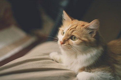 安雅琪分享猫咪图片