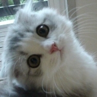 可爱猫咪图片头像