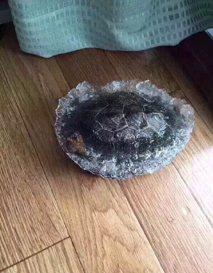 乌龟被冻成龟凝膏搞笑图