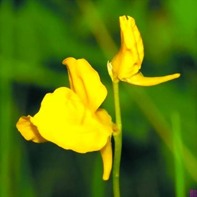 盆栽花草植物独花狸藻图片摄影