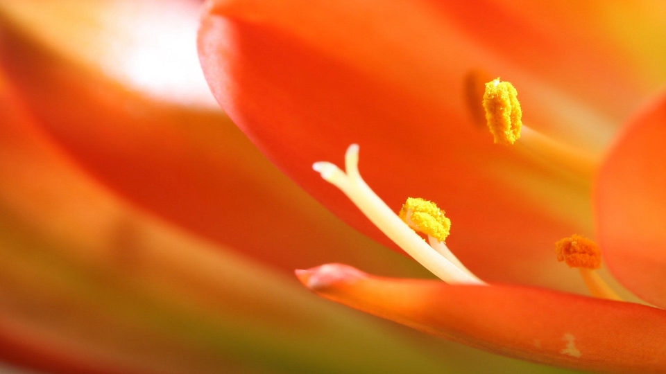 君子兰花蕊电脑壁纸